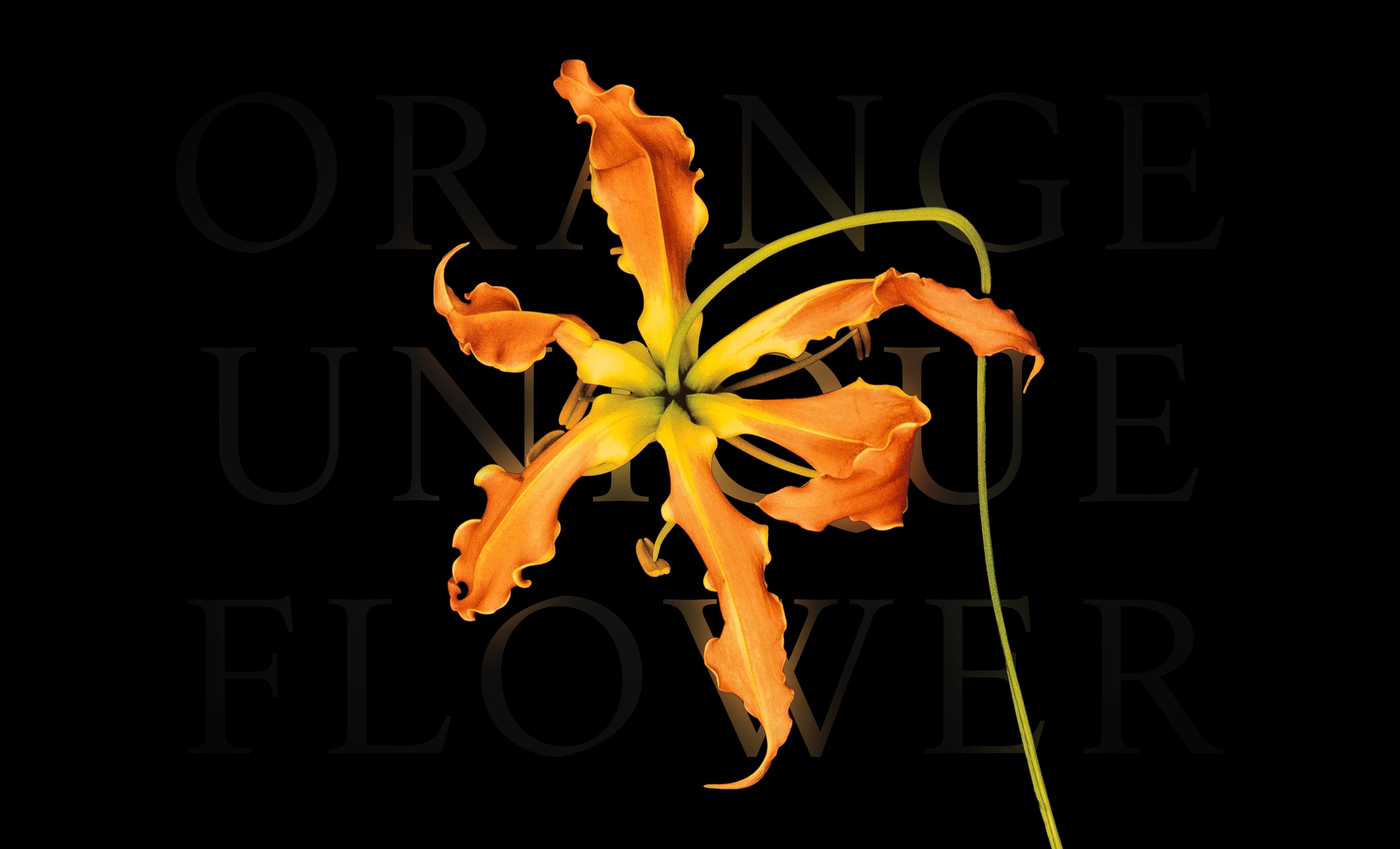 Orange flower editorial spread with MOS typography